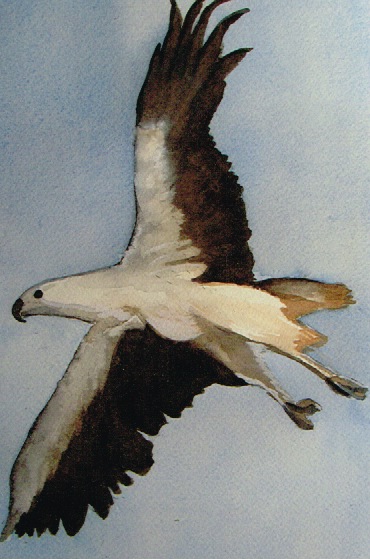 White Bellied Sea Eagle